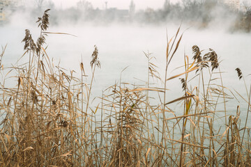 On the shore of the lake dry reeds in autumn foggy weather.