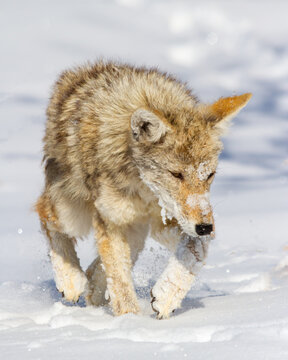 Wildlife of Colorado. Wild coyote walking in a field of snow, covered with ice.