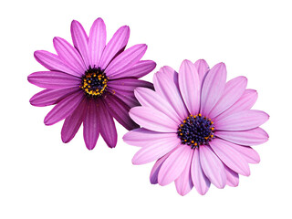 African Daisy Osteospermum Soprano Purple flower, a bushy, evergreen, tender, perennial with a rich lavender purple colour adorned with sapphire blue eyes.