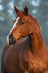 Portrait of Trakehner breed horse in a foggy morning - 480269806