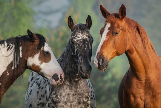 Three beautiful horses together in a foggy morning