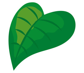 plant leaf in heart shape