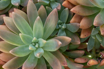 Fototapeta premium Closeup of a juicy plant on a sunny day