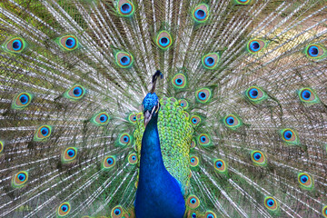 Obraz premium close up of peacock