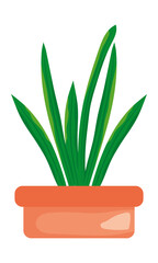 aloe plant icon