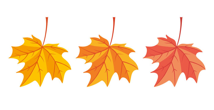 Yellow and red autumn maple leaf isolated flat vector set.