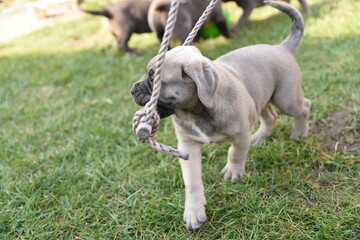 Cane corso szczeniak - puppy © Katarzyna