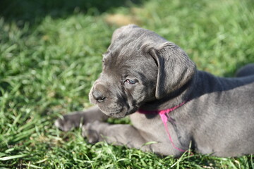 Cane corso szczeniak - puppy © Katarzyna
