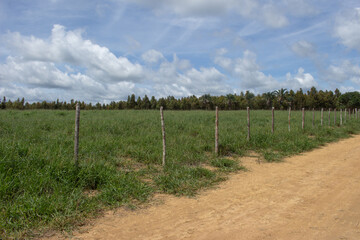 fence dividing a large green pasture with eucalyptus trees in the background