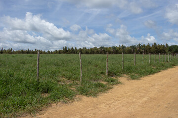 Fototapeta premium fence dividing a large green pasture with eucalyptus trees in the background