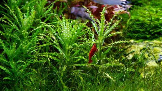red nano sakura shrimp clean leaf of Pogostemon, beautiful hairgrass cover bottom of planted aquascape ecosystem, clean-up crew, peaceful fish in iwagumi Amano style nature aquarium
