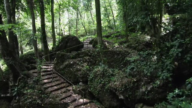 forest full of magic and life