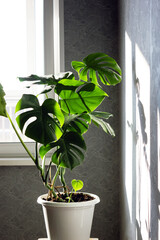 Monstera flower in the rays of sunlight near the window of the apartment. Urban jungle concept. Vertical orientation.