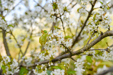 Kwiat wiśni - cherry blossom