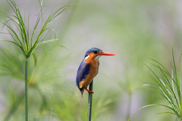 Malachite kingfisher in the grassland. Kingfisher near the river. African wildlife. Birds in Queen Elizabeth National park.