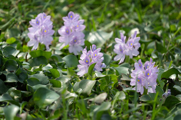 Obraz na płótnie Canvas Common water hyacinth in the Murchison Falls. Uganda flowers. Plants in Africa. 