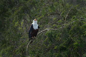 African fish eagle in the Murchison Falls. Fish eagle sit on the branch. Wildlife in Uganda. African safari. 