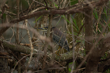 striated heron, butorides striata, mangrove heron, little heron