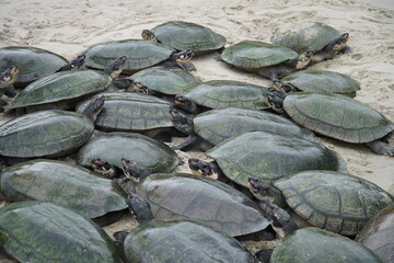 Arrau turtles (podocnemis expansa), giant Amazon river tortoise, the largest of the side-necked...