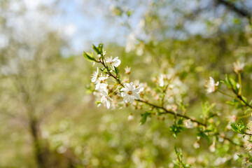 Kwiat wiśni - cherry blossom - obrazy, fototapety, plakaty