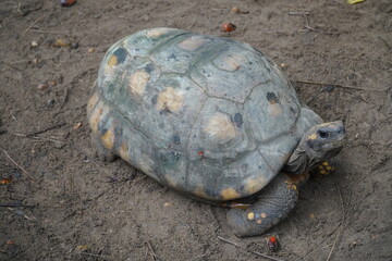  Jabuti Piranga south american tortoise (chelonoidis carbonaria). Near Manaus, Amazon state, Brasil.