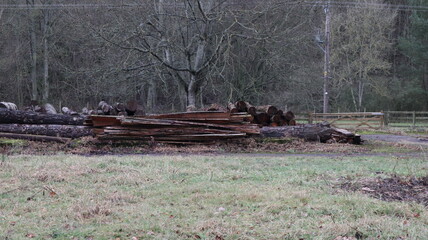 Lots of logs and trees near an old sawmill