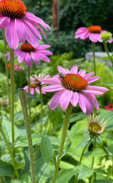 Purple Coneflower In Cleveland Metroparks