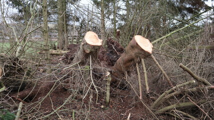 Two damaged trees after severe weather conditions