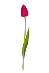 Detailed view of a dark pink tulip with stem and leaves . Isolated on white background.