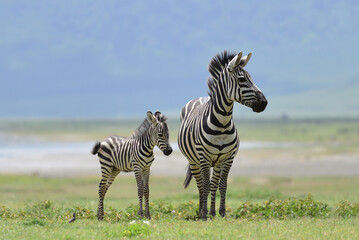 Fototapeta premium Zebra with foal
