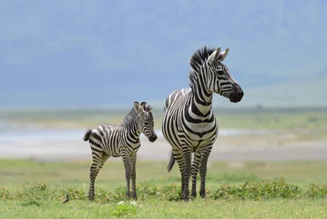 Foto op Plexiglas Zebra met veulen © Karianne