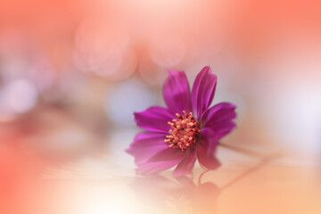 Beautiful Macro Shot of Magic Flowers.Border Art Design.Magic Light.Extreme Close up Photography.Conceptual Abstract Image.Orange and White Background.Fantasy Art.Creative Wallpaper.Beautiful Nature.