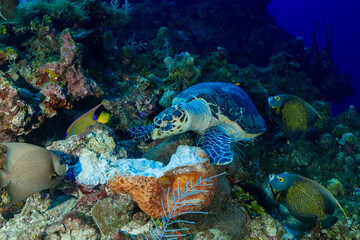 A hawksbill turtle munches on some delicious sponge while three french angelfish hang around...