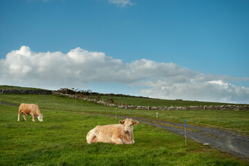 Obraz premium Light color cows in a pure green meadow, stone fences and cloudy sky in the background. Nobody. Farming and agriculture industry.