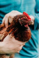 Close up of a brown chicken being hold by two hands on a farm.