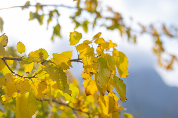Yellowed leaves of autumn season