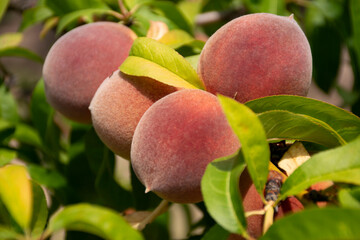 Delicious peaches on the tree