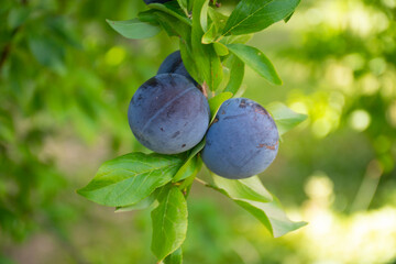 Violet plum tree
