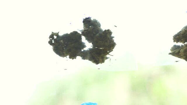 Cannabis Leaf. Cannabis plant ready to smoke. Beautiful cogollo. Marihuana, cbd, thc video 4k. Concept of medicinal marihuana.