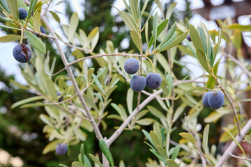 Black olives ripening