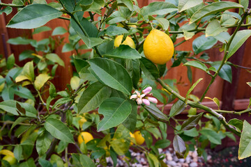 Lemon ripening on the tree