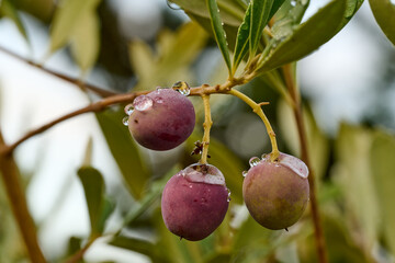 Olives in winter