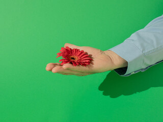 valentines fresh red gerber in man hand against green background. adorable creative love natural valentines day decoration on the table