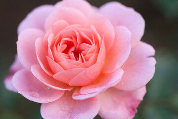 Macro closeup of beautiful pink rose petals