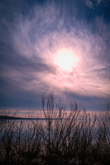 Dramatic sunrise seascape with the view of swirling pink-white clouds over the bare wild plants growing on the beach on Cape Cod, Massachusetts.