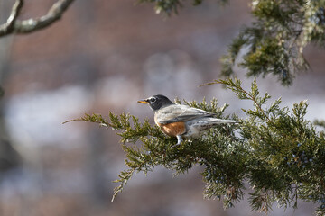 American Robin perched on branch with blurry background during daytime