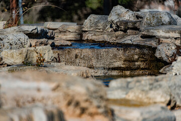 stone wall in the woods
