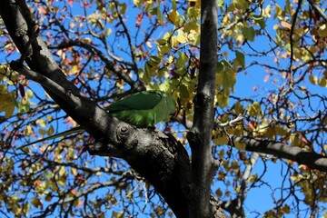 green parrot 