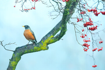 Robin