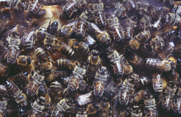 Bees close up